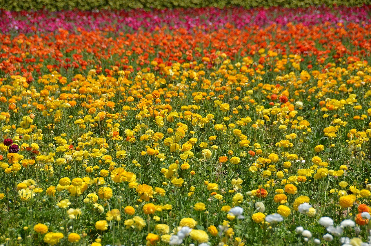 The Flower Fields in Carlsbad in full spring bloom, a local landmark that draws visitors to the city
